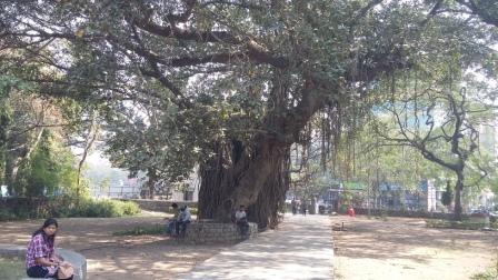 Banyan_tree_compressed
