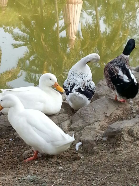 Ramdara ducks