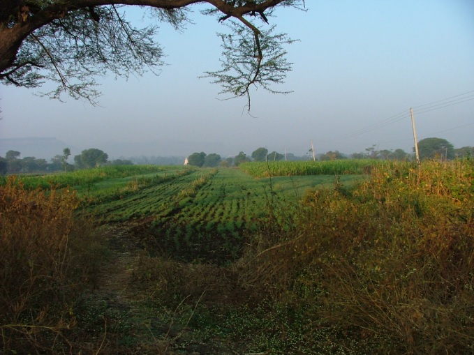 Mahuli fields