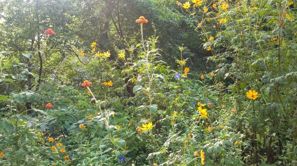 different-colours-of-nature