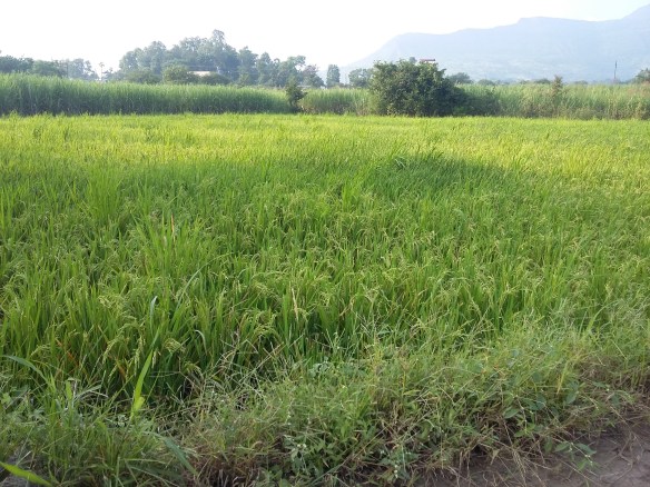 Paddy fields on the way.jpg