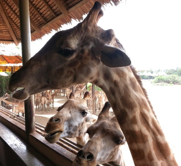 Giraffe_Safari_World