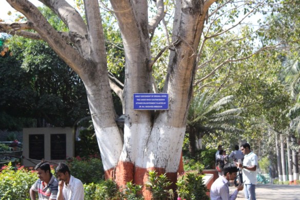 Bodhi Tree descendant plant.JPG