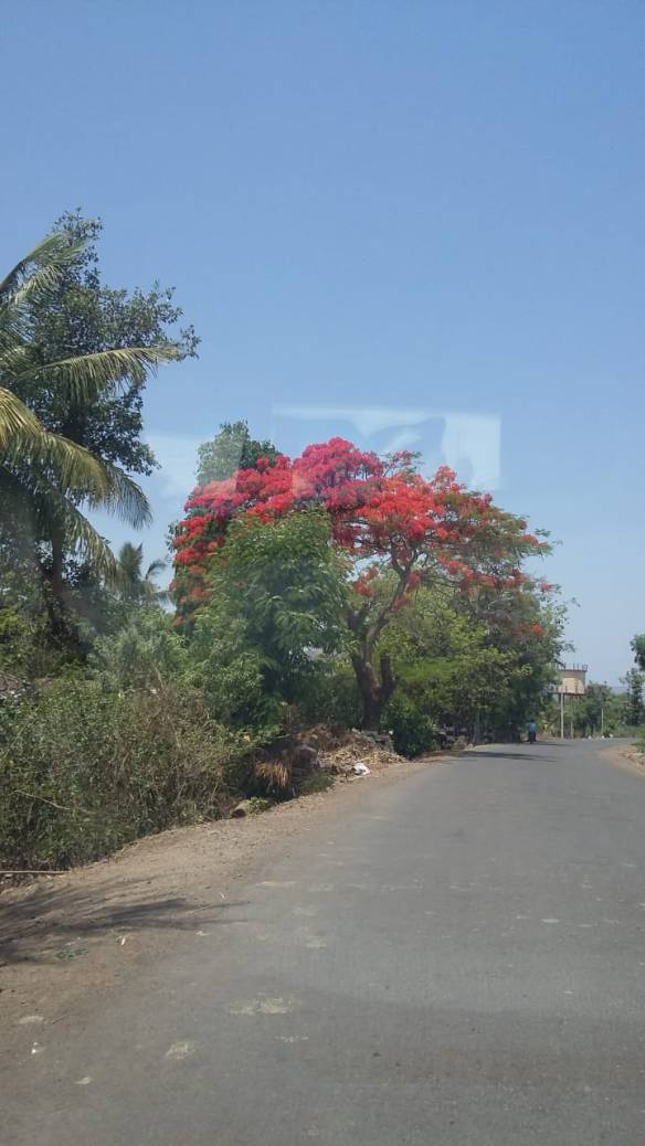 On the way to Chaphal